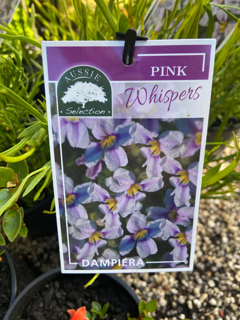 Dampiera 'Pink Whisper' 140mm