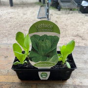 Lettuce - Cos Romaine - Scotsburn