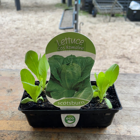Lettuce - Cos Romaine - Scotsburn