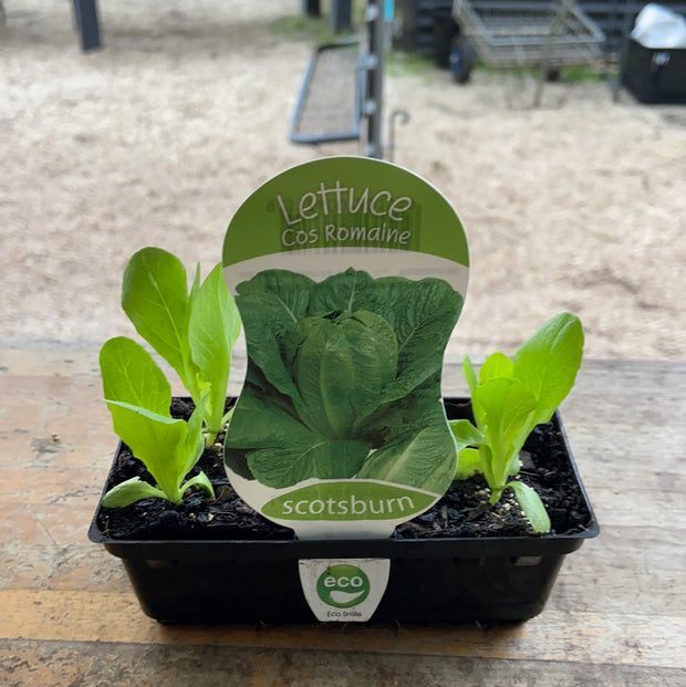Lettuce - Cos Romaine - Scotsburn