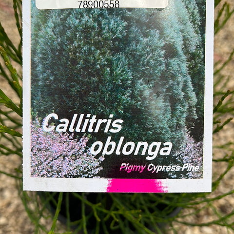 Callitris oblonga 140mm