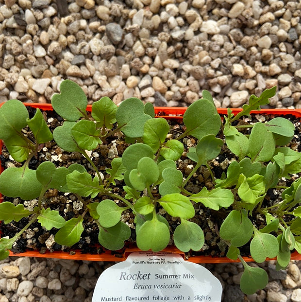 Rocket ‘Summer Mix’ - Purtill