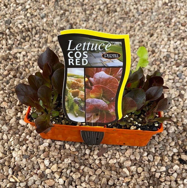 Lettuce ‘Cos Red’ - Purtill