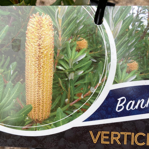 Banksia verticillata 200mm