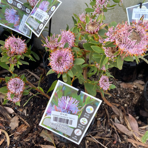 Isopogon buxifolius 140mm