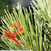 Adenanthos Sericeus 200mm