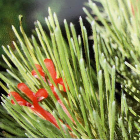 Adenanthos Sericeus 200mm