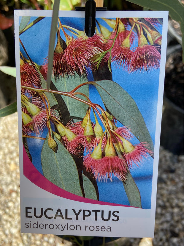 Eucalyptus Sideroxylon Rosea 250mm