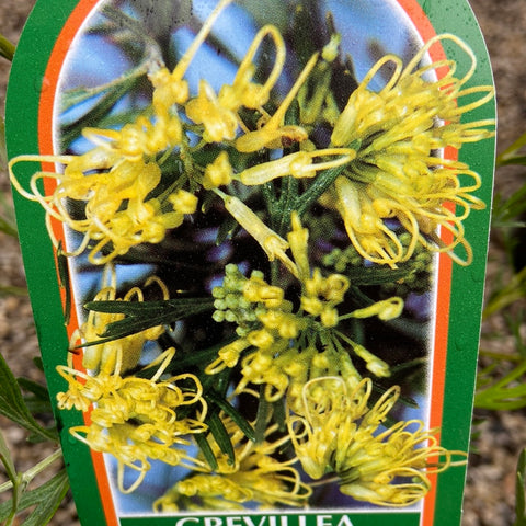 Grevillea Lemon Supreme 140mm