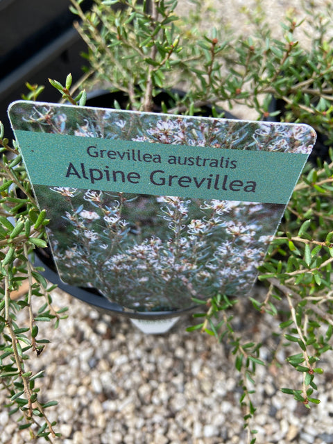 Grevillea australis 140mm