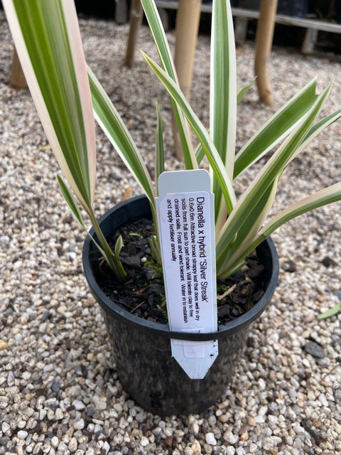 Dianella Silver variagated 140mm