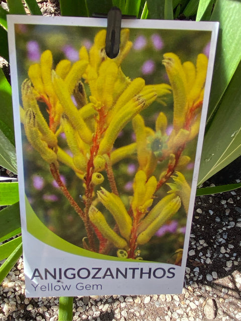 Anigozanthos 'Yellow Gem' 140 mm