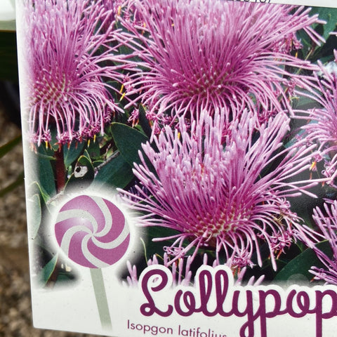 Isopogon latifolius Lollypop 140mm
