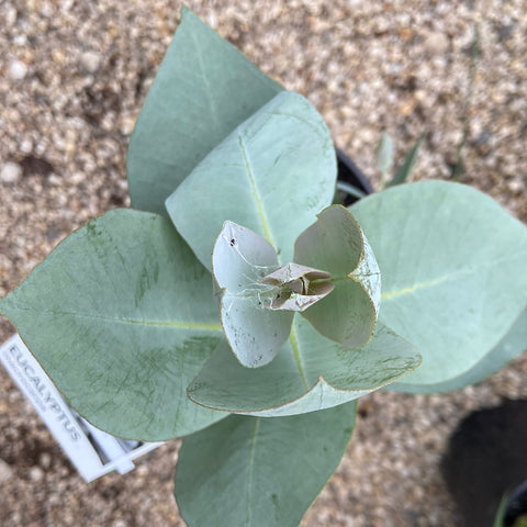 Eucalyptus macrocarpa yellow 140mm