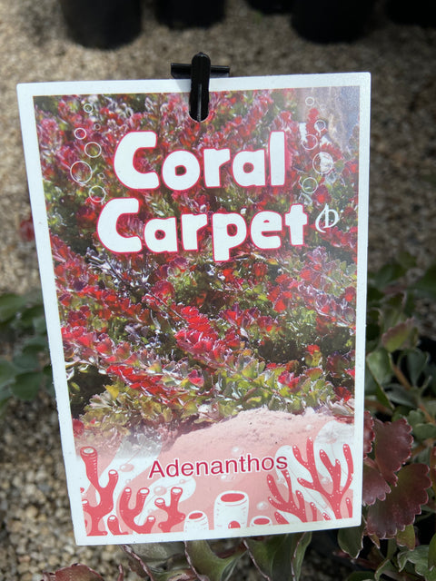Adenanthos Coral Carpet 140mm
