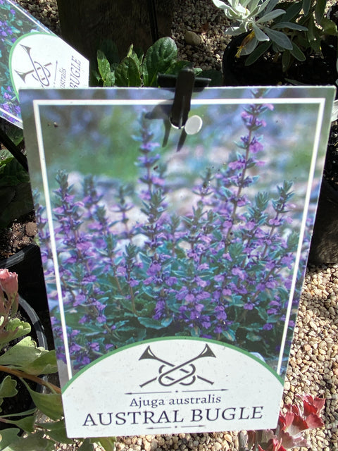 Ajuga australis 140 mm