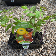 Tomato ‘Heirloom mix’ - Scotsburn