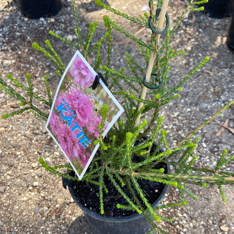 Kunzea sp. Katie 140mm