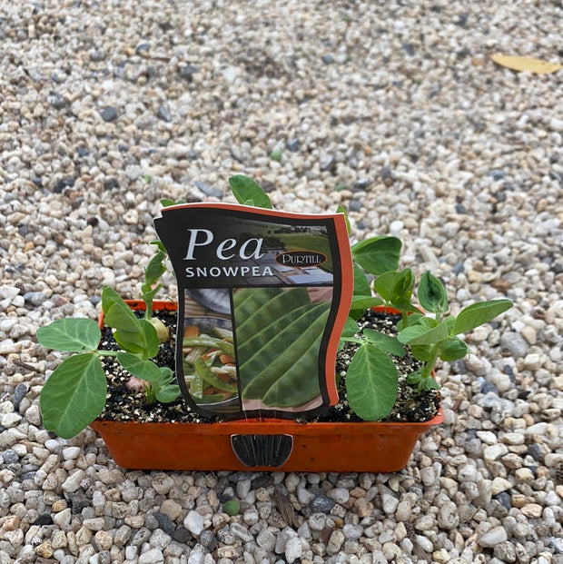 Pea ‘Snowpea’ - Purtill