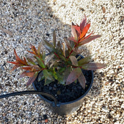 Callistemon Red Rocket 140mm