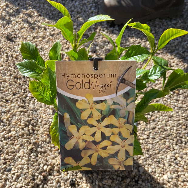 Hymenosporum 'Golden Nugget' 140mm