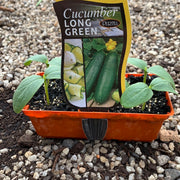 Cucumber ‘Long Green’ - Purtill