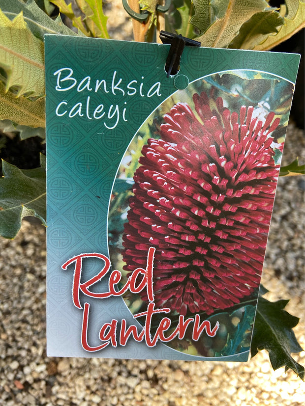 Banksia Caleyi 'Red Lantern' 140mm