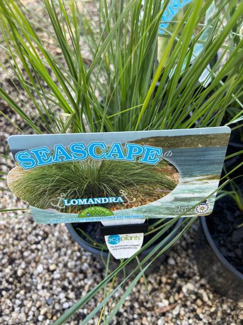Lomandra 'Seascape' 140mm