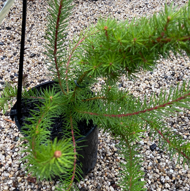 Persoonia chamaepitys Yellow 140mm