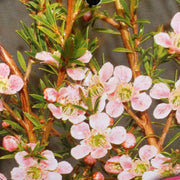 Leptospermum 'Cardwell Pink' 140mm