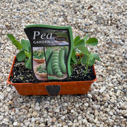 Pea ‘Garden’ - Purtill