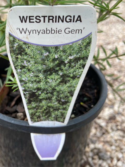 Westringia Wynyabbie Gem Tube