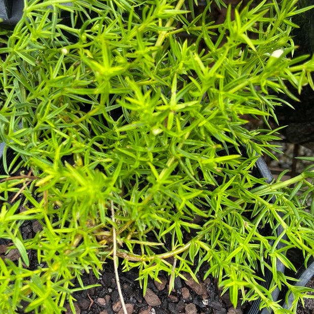 Hemiandra pungens alba 140mm