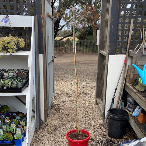 Grevillea 'Bronze Rambler' Standard 300mm