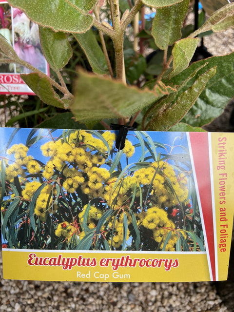 Eucalyptus Erythrocorys 'Red-Capped Gum' 140 mm
