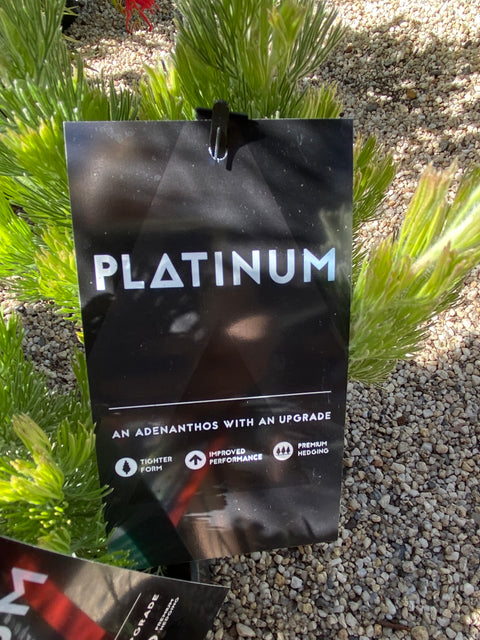 Adenanthos sericeus Platinum 200 mm