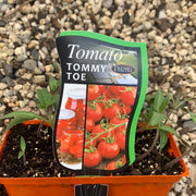 Tomato ‘Tommy Toe’ - Purtill