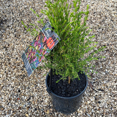 Boronia Megastigma 'Heaven scent'  140mm