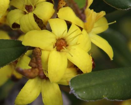Phebalium Whitei 200mm