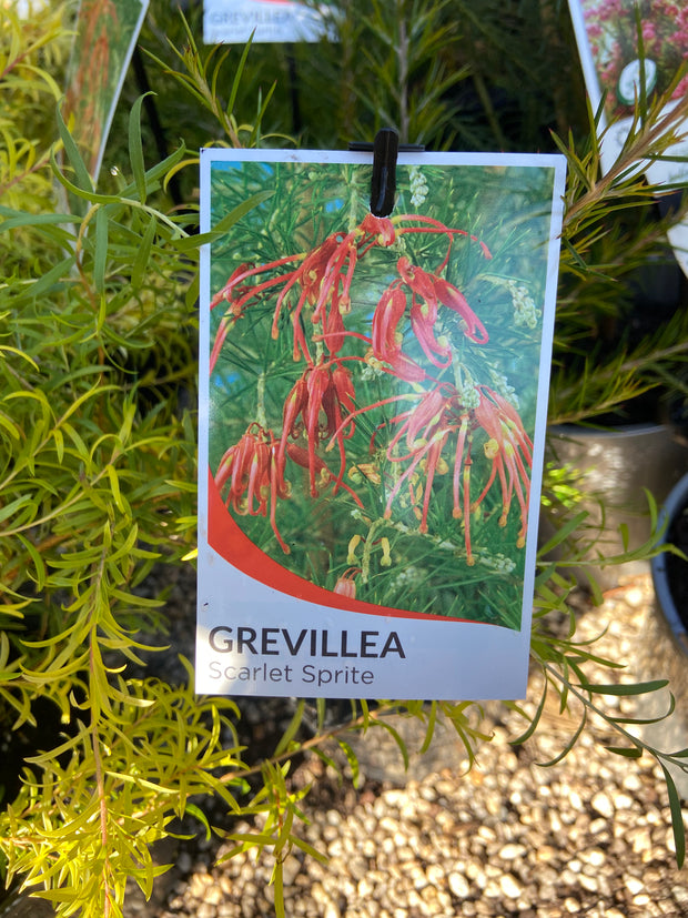 Grevillea Scarlet Sprite 70mmTube