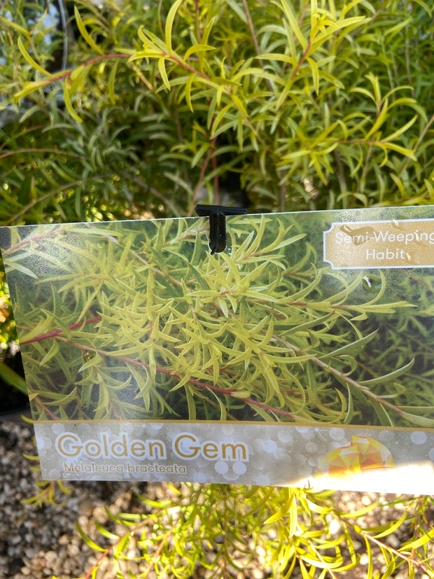 Melaleuca Golden Gem 140m