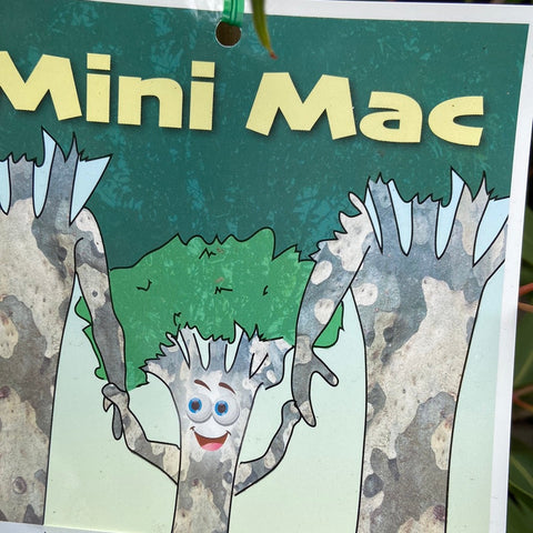 GRAFTED Eucalyptus Mini Mac 40mm