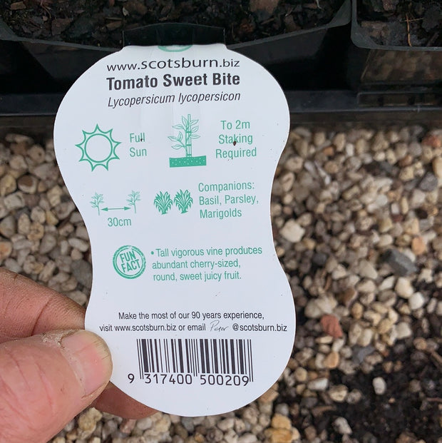 Tomato ‘Sweet Bite’ maxi - Scotsburn