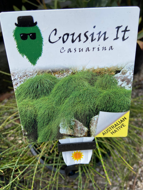 cousin it plant seeds Casuarina Glauca 'Cousin It' 140mm – Great Ocean Road Nursery ABN 61 907 322 965