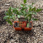 Tomato ‘grosse lisse’ - Purtill