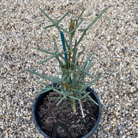 Hakea Pressii 140mm