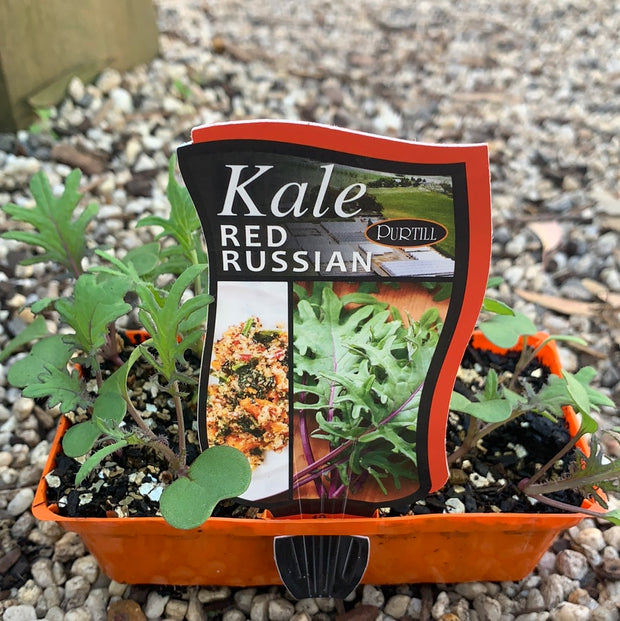 Kale ‘Red Russian’ - purtill