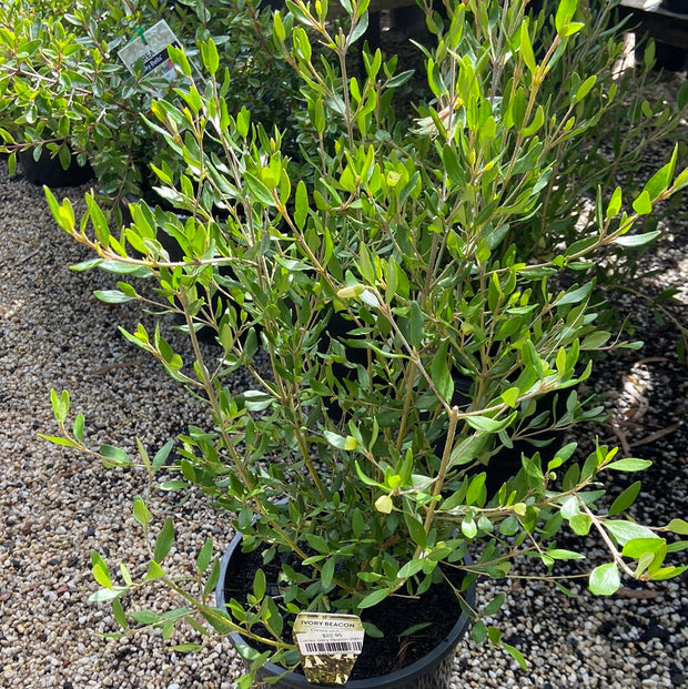 Correa Ivory Beacon 140mm