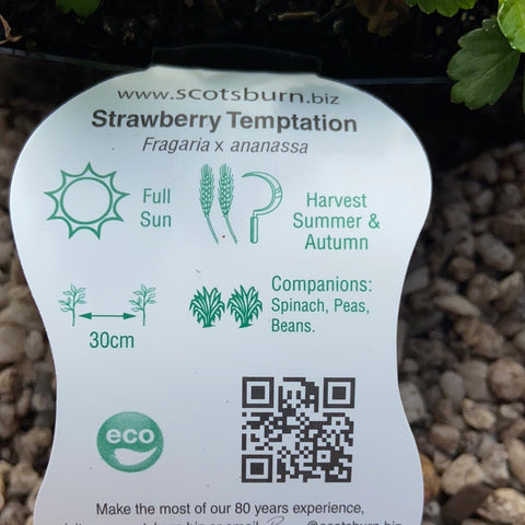 Strawberry ‘Temptation’ - Scotsburn