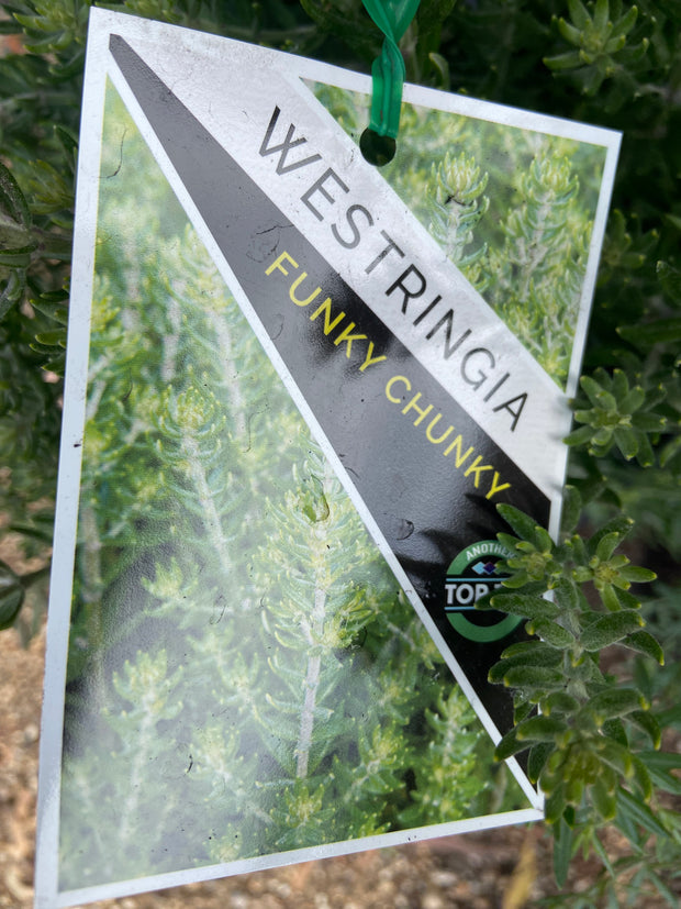 Westringia fruticosa 'Funky Chunky' 250mm